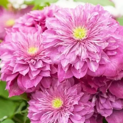 Клематис КАЙЗЕР в Владимире