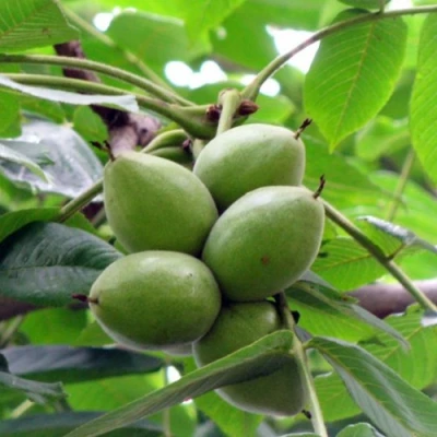 Орех маньчжурский МИЧУРИНЕЦ в Владимире