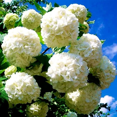 Калина БУЛЬДЕНЕЖ в Владимире