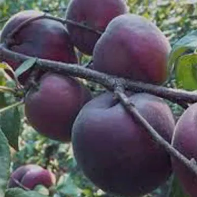 Абрикос ЧЕРНЫЙ БАРХАТ в Владимире