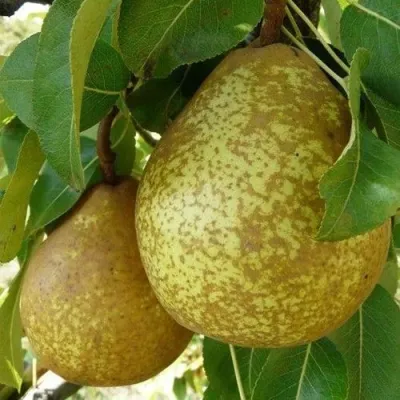 Груша ГЕНЕРАЛ ЛЕКЛЕРК в Владимире