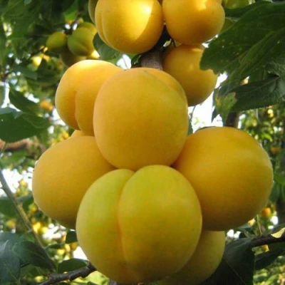 Слива ЛОДВА в Владимире