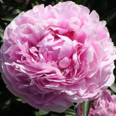 Пион ША-ЛА травянистый в Владимире