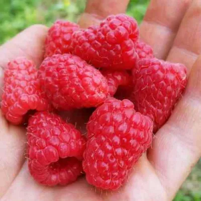 Малина ТУЛАМИН в Владимире