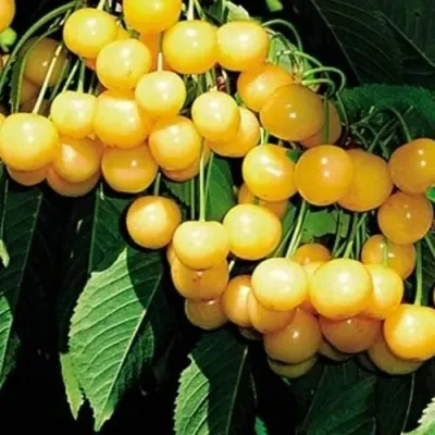 Черешня ДРОГАНА ЖЁЛТАЯ в Владимире