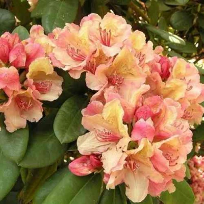 Рододендрон ФЛАУТАНДО в Владимире