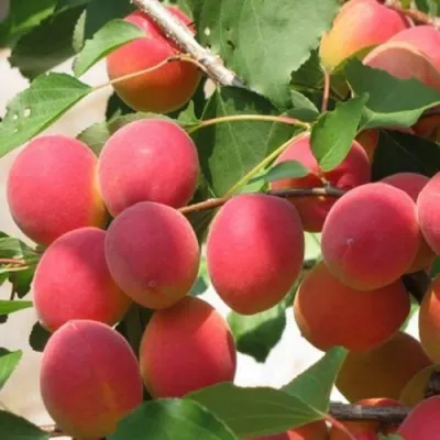 Абрикос РУБИН в Владимире