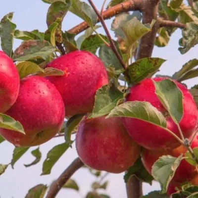 Яблоня РОЖДЕСТВЕНСКОЕ в Владимире