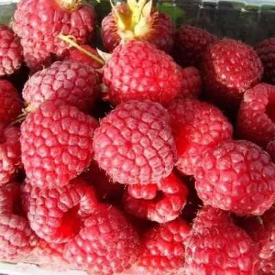 Малина ПОЛЕСЬЕ в Владимире