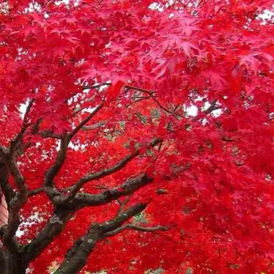 Клен гиннала  в Владимире