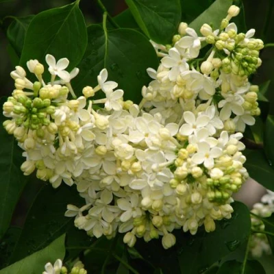 Сирень ПРИМРОУЗ в Владимире