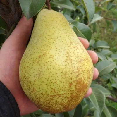 Груша ГЕНЕРАЛ ЛЕКЛЕРК в Владимире