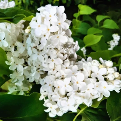 Сирень МАЛЕНЬКИЙ ПРИНЦ в Владимире