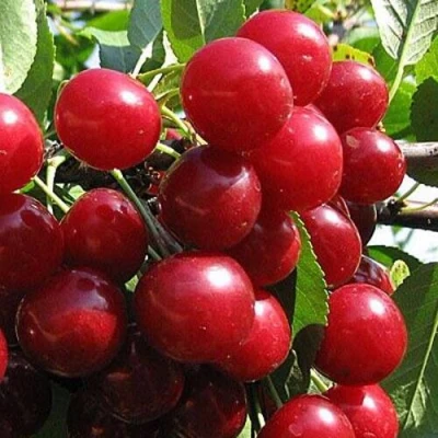 Вишня ГЛУБОКСКАЯ в Владимире