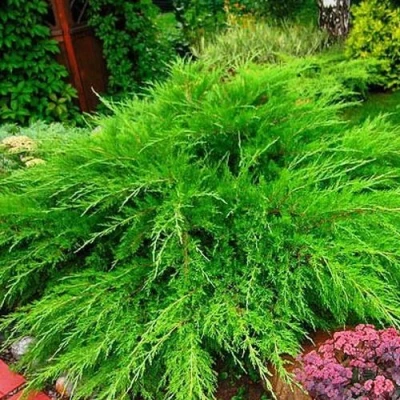 Можжевельник средний Mint Julep (МИНТ ДЖУЛЕП) в Владимире