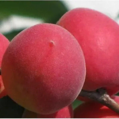 Абрикос РУБИН в Владимире