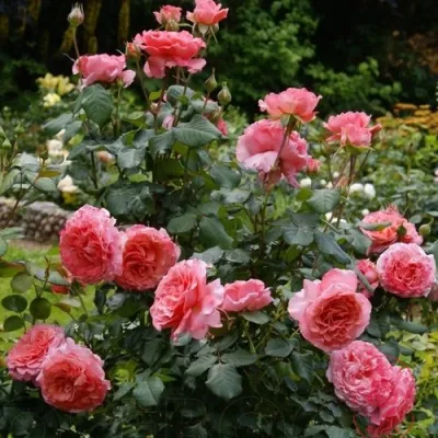 Роза ЛОРАН КАБРОЛЬ шраб в Владимире