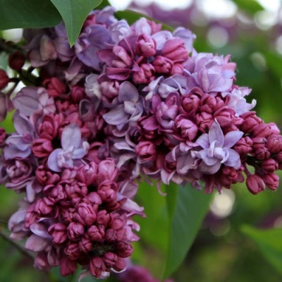 Сирень П.П.КОНЧАЛОВСКИЙ в Владимире