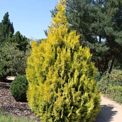 Туя СТОУНХАМ ГОЛД складчатая в Владимире