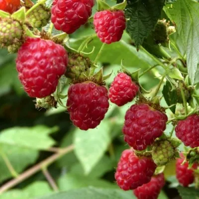 Малина ПРИМАРА в Владимире