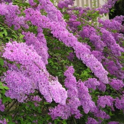 Сирень КИТАЙСКАЯ в Владимире