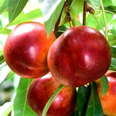Нектарин СТАРК РЕД ГОЛД в Владимире