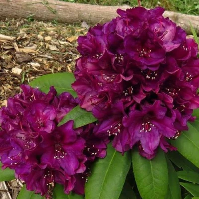 Рододендрон ПОЛАРНАХТ в Владимире