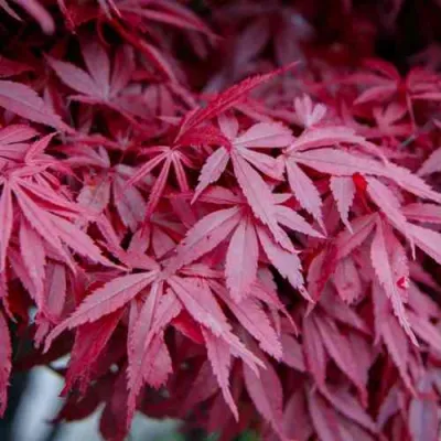 Клен дланевидный АТРОПУРПУРЕУМ в Владимире