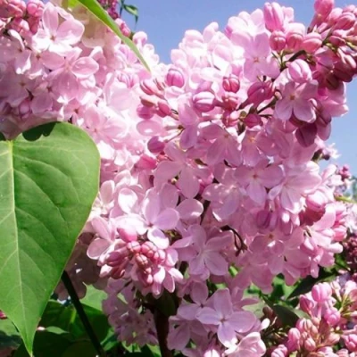 Сирень АДЕЛИНА в Владимире