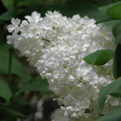 Сирень РУССКИЙ СЕВЕР в Владимире