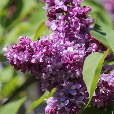 Сирень ИЗОБИЛИЕ в Владимире