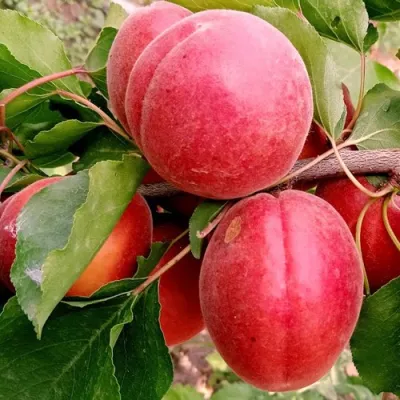 Абрикос РУБИСТА в Владимире