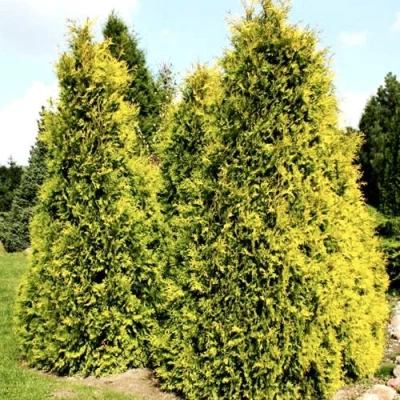Туя САЛЛАНД западная в Владимире
