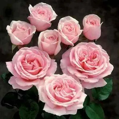 Роза ФРЕДЕРИК МИСТРАЛЬ чайно-гибридная в Владимире