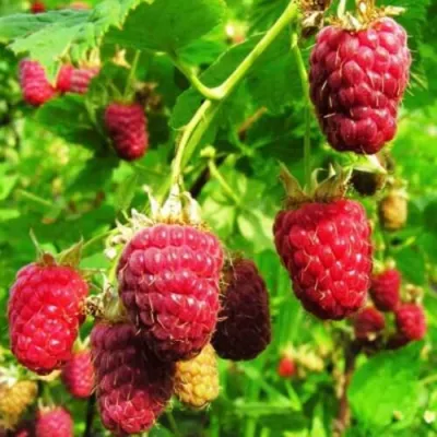 Малина ДЖОАН ДЖИ (ДЖОАН ДЖЕЙ) в Владимире