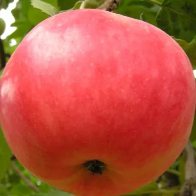 Яблоня СУЙСЛЕПСКОЕ (МАЛИНОВКА) в Владимире