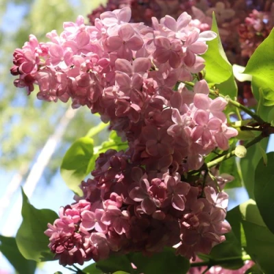 Сирень МЕДОВЫЙ СПАС в Владимире