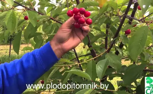 Превью видео