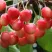 Черешня МЕДУНИЦА в Владимире