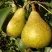 Груша ГЕНЕРАЛ ЛЕКЛЕРК в Владимире