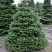 Пихта корейская  в Владимире