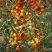 Облепиха РОСИНКА в Владимире