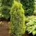 Можжевельник ГОЛД КОН обыкновенный в Владимире
