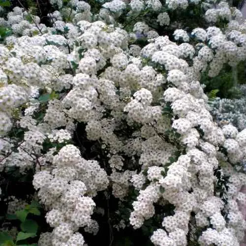 Спирея ВАНГУТТА в Владимире