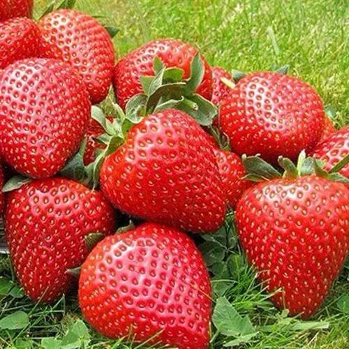 Клубника ЭЛИАНЕ  Клубника ЭЛИАНЕ в Владимире