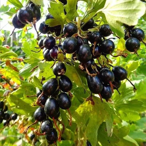 Смородина золотистая ОВАЛЬНАЯ  Смородина золотистая ОВАЛЬНАЯ в Владимире