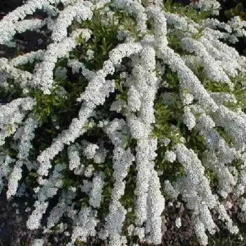 Спирея АРГУТА в Владимире