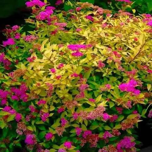 Спирея ГОЛДЕН ПРИНЦЕСС японская в Владимире