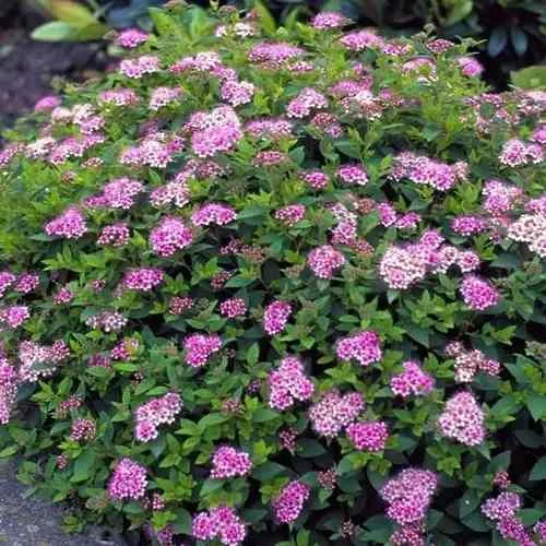 Спирея ЛИТЛ ПРИНЦЕСС японская в Владимире