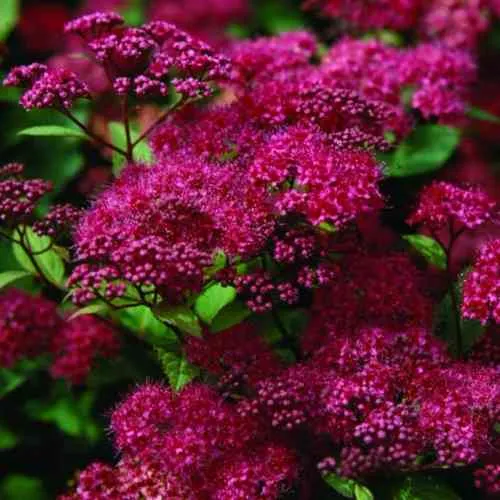 Спирея АНТОНИ ВАТЕРЕР японская в Владимире